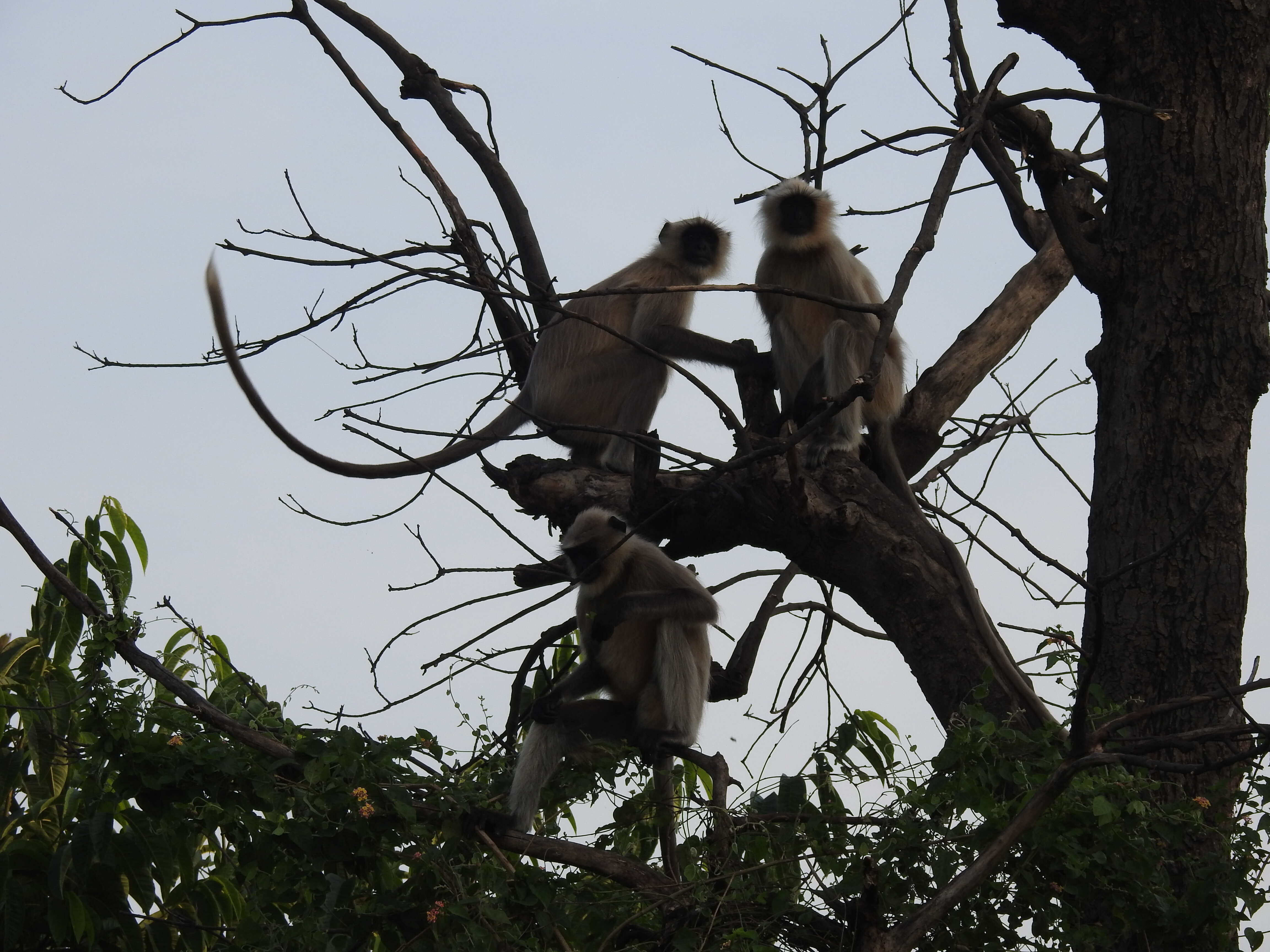 Image of Dussumier's Malabar Langur