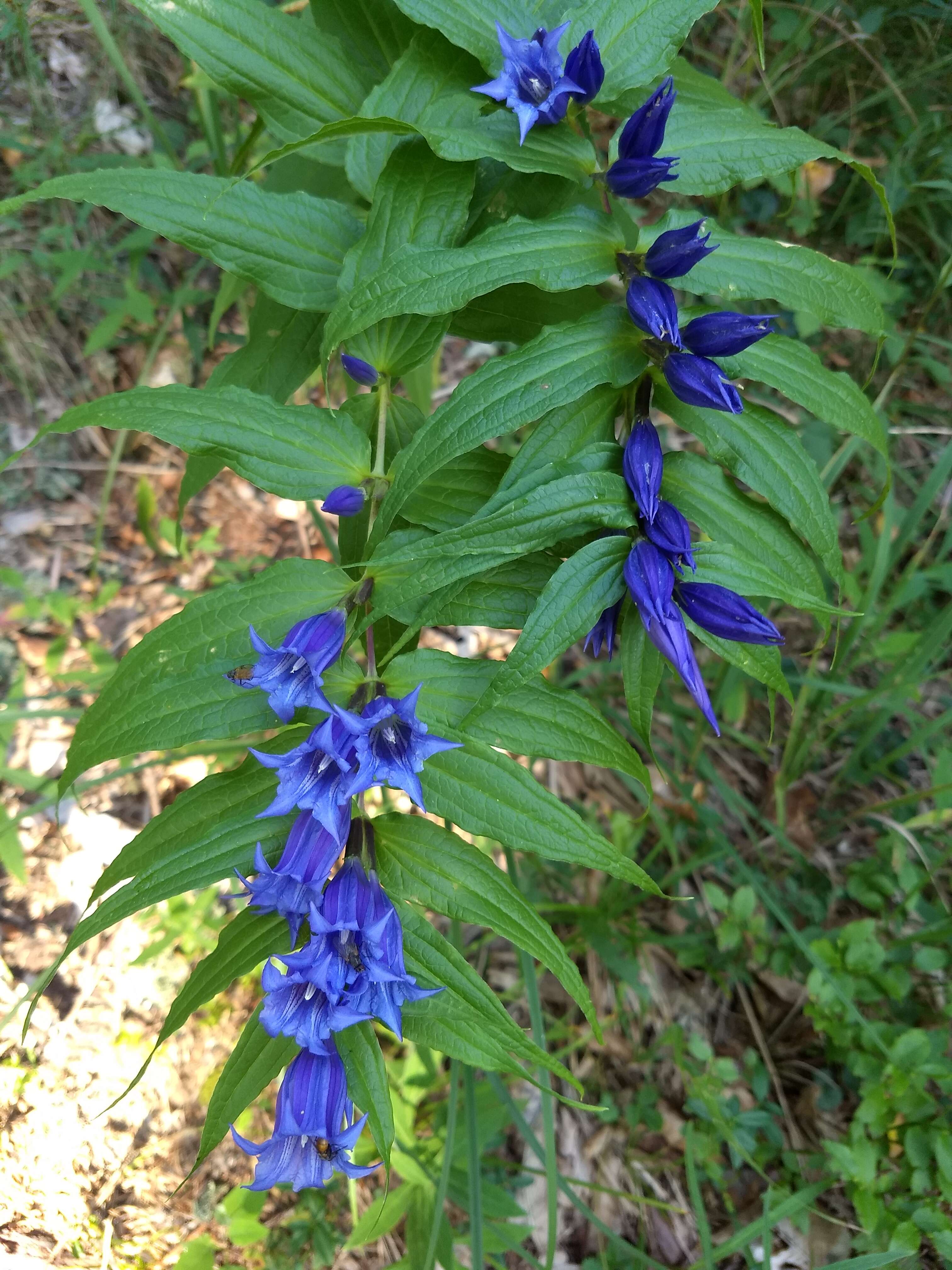 Image of Gentiana asclepiadea L.