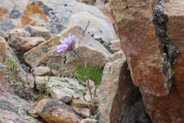 Image of largeflower fleabane