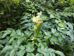 Image of wild angelica