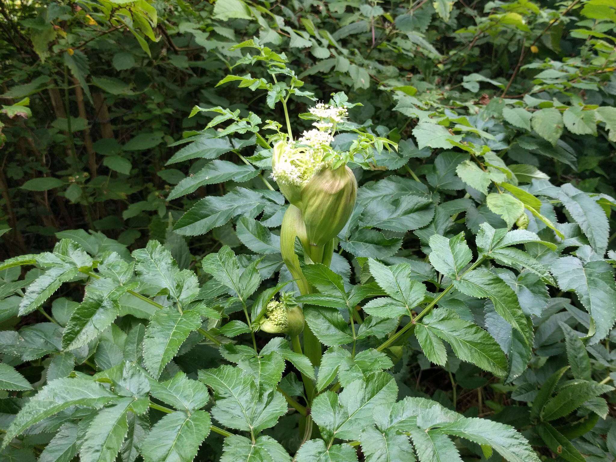 Image of wild angelica