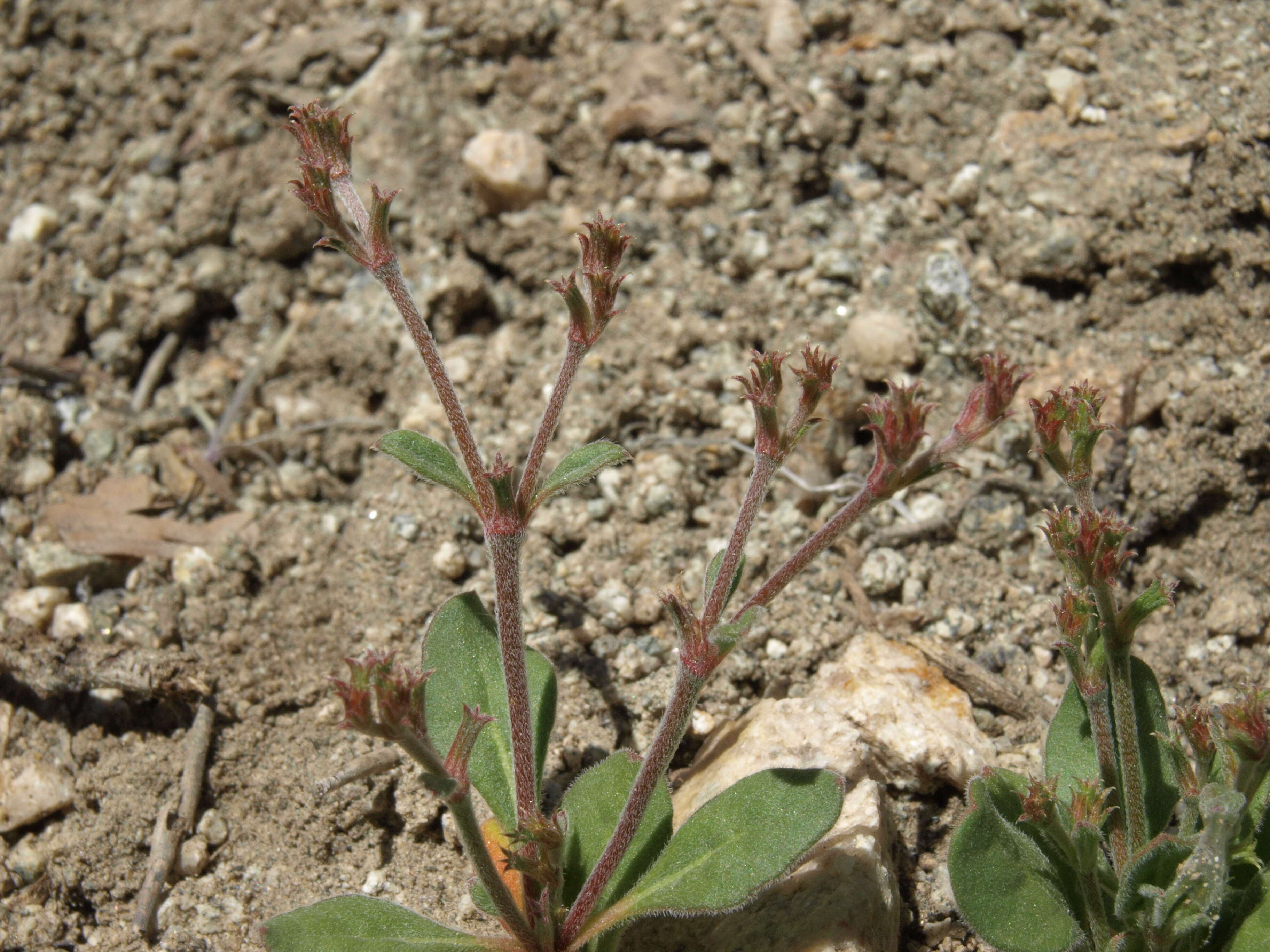 Image of brittle spineflower