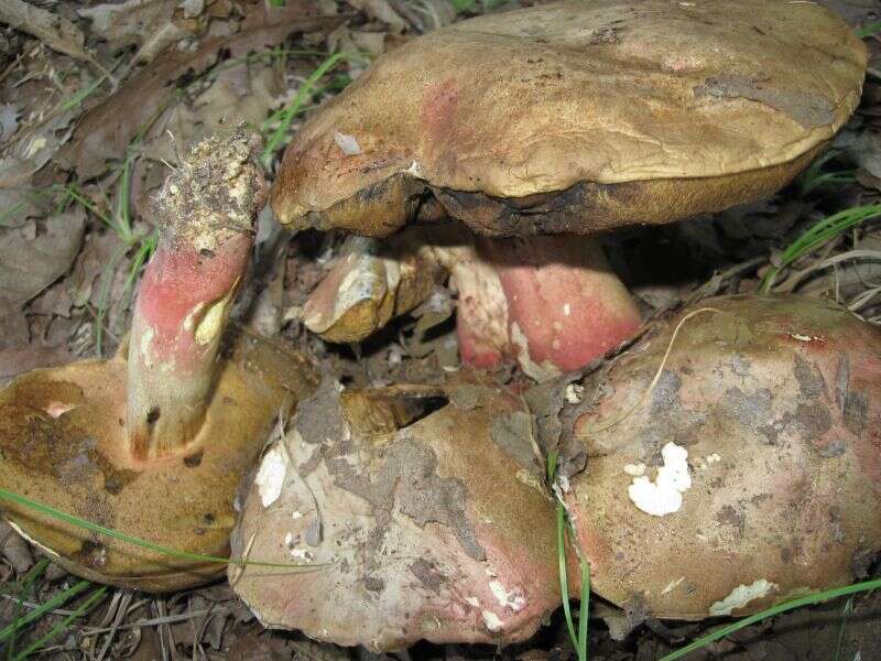 Image de Butyriboletus fechtneri (Velen.) D. Arora & J. L. Frank 2014