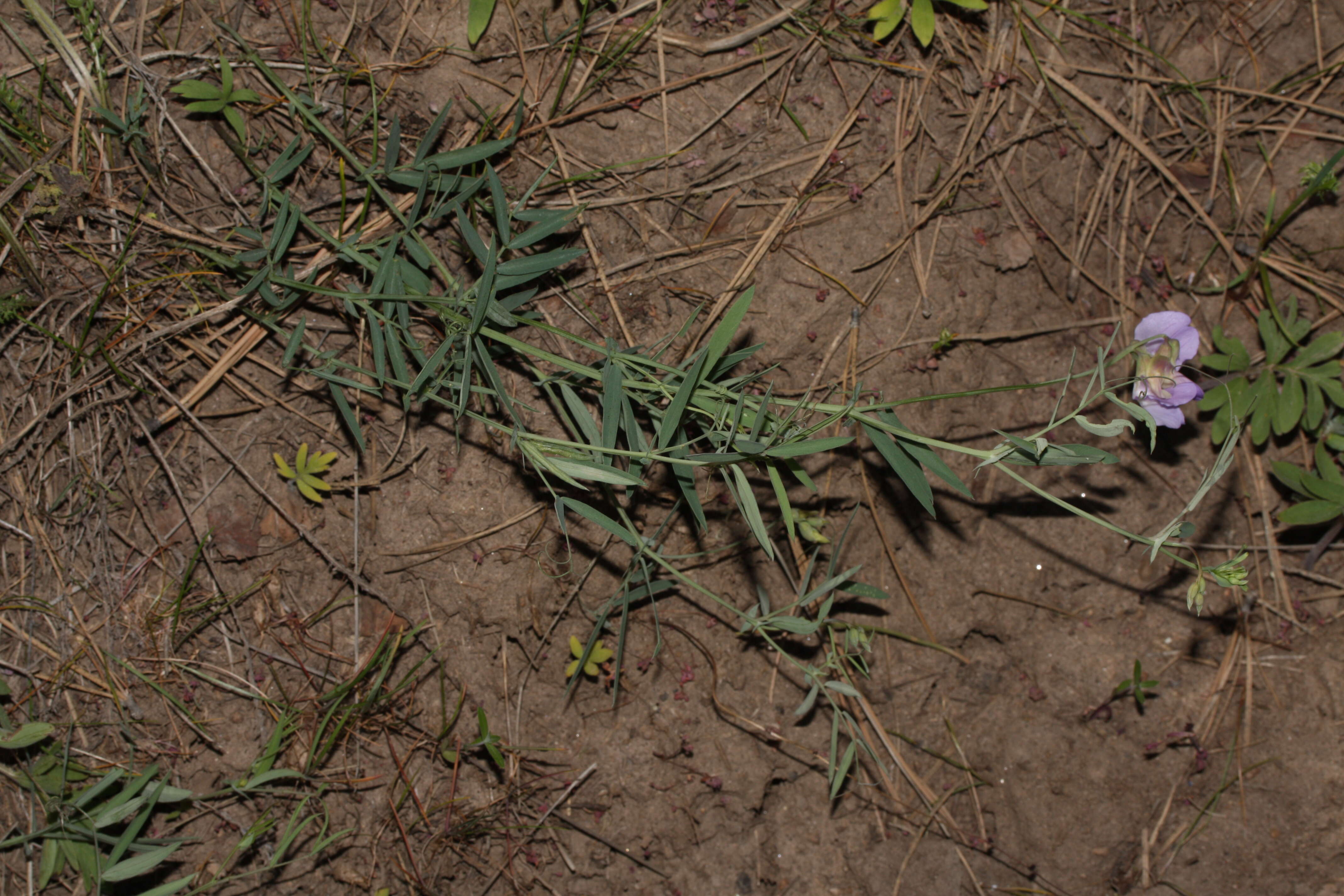 Image of fewflower pea