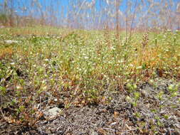 Imagem de Arenaria serpyllifolia L.