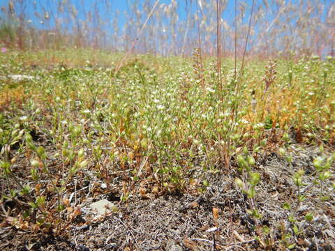 Image of Thyme-leaved Sandwort