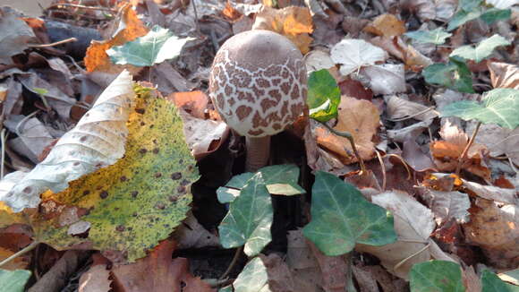 Macrolepiota mastoidea (Fr.) Singer 1951 resmi