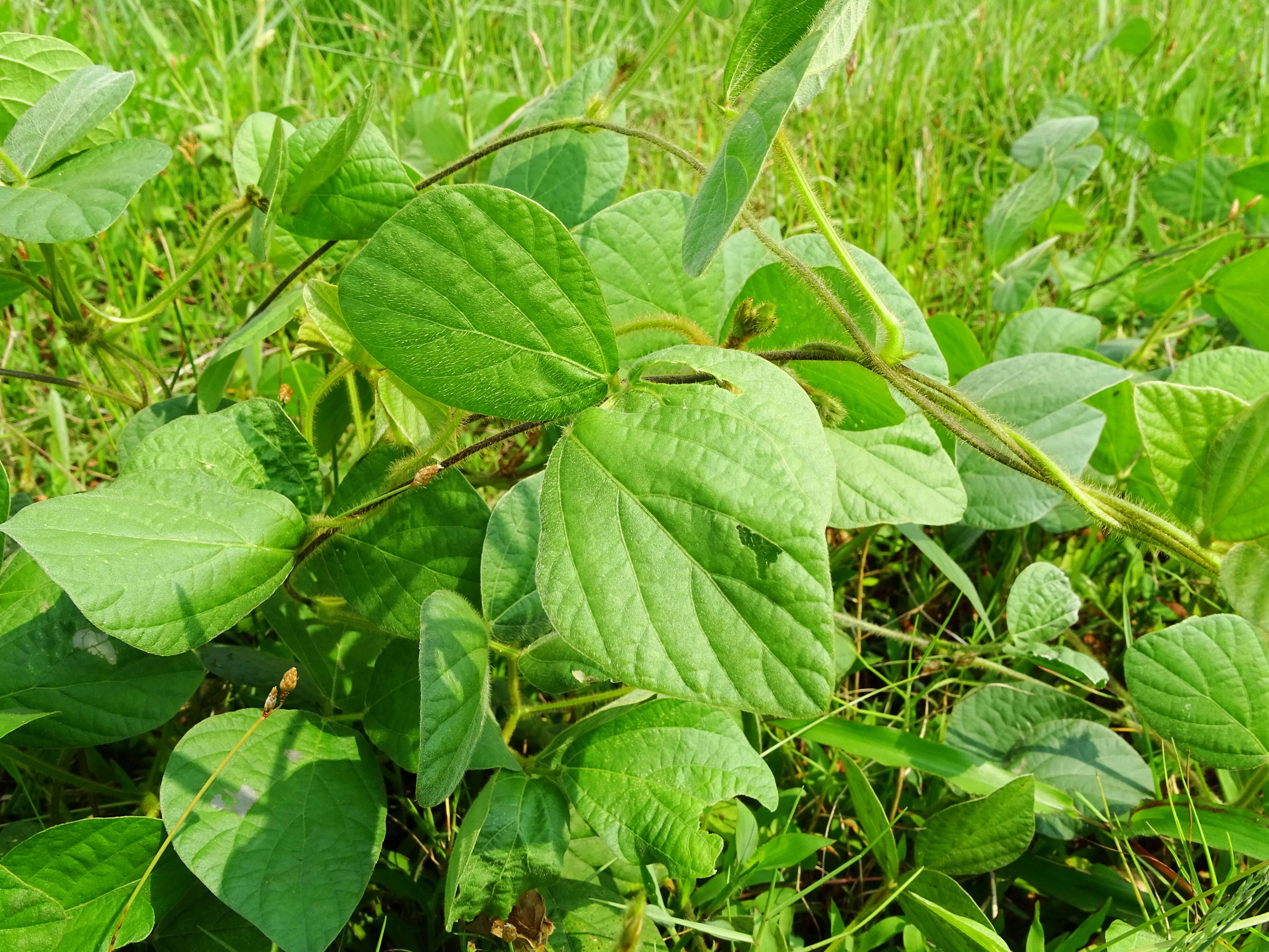 Imagem de Calopogonium mucunoides Desv.