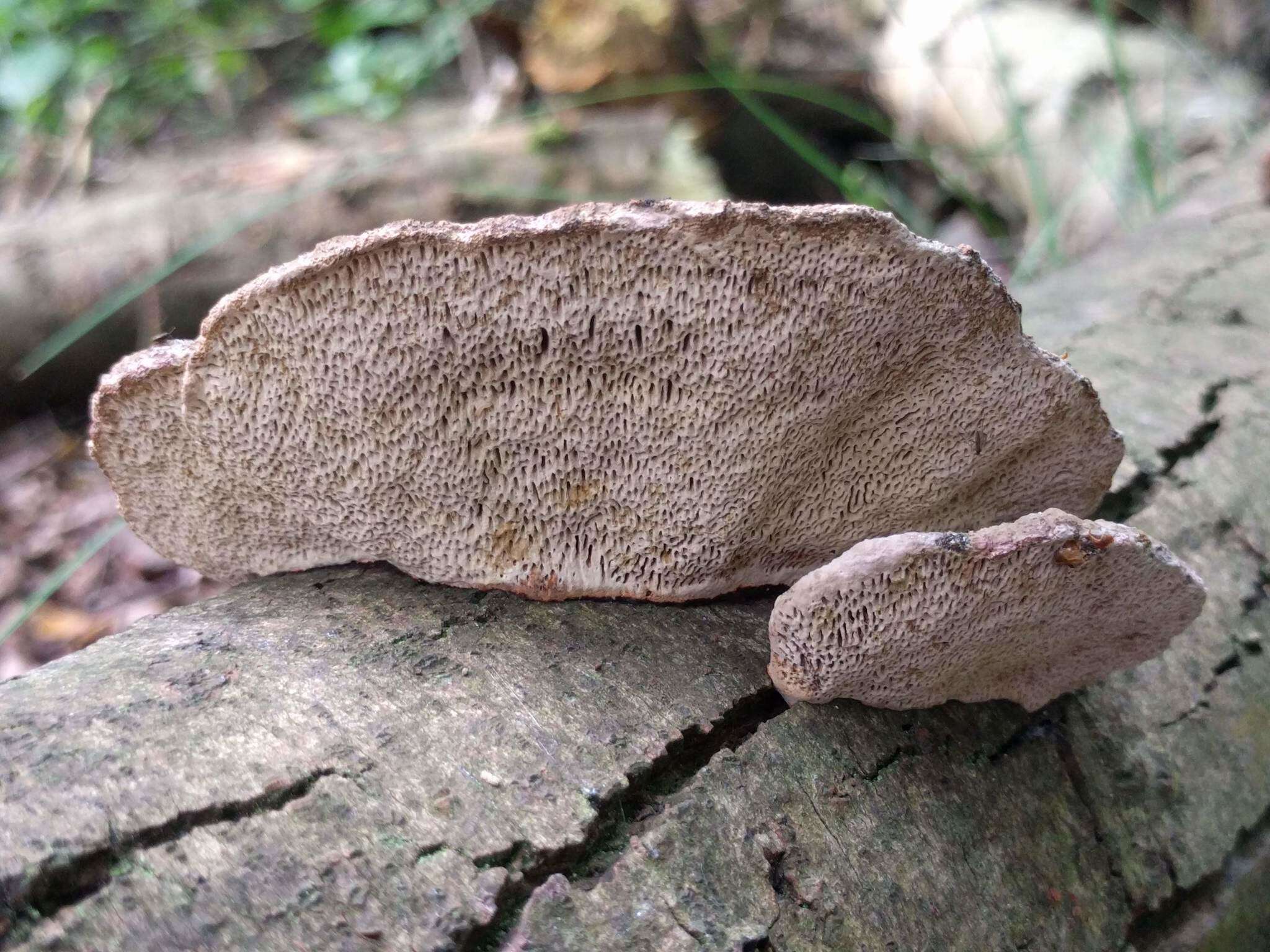 Image of Daedaleopsis confragosa (Bolton) J. Schröt. 1888