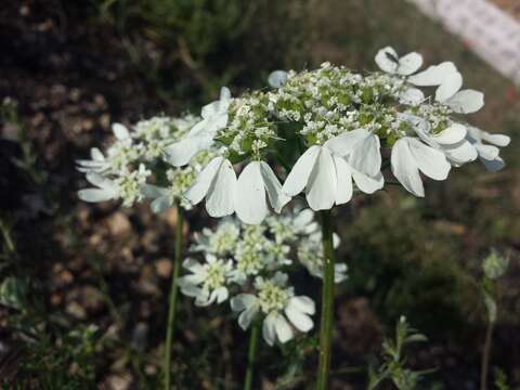 Orlaya grandiflora (L.) Hoffm. resmi