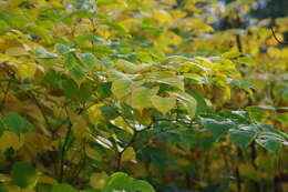 Image of Japanese Knotweed