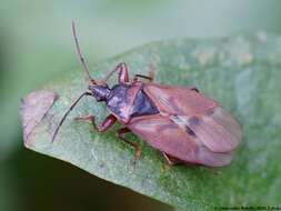 صورة Gastrodes (Gastrodes) abietum Bergroth & E. 1914