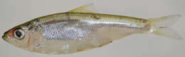 Image of Blueback Herring