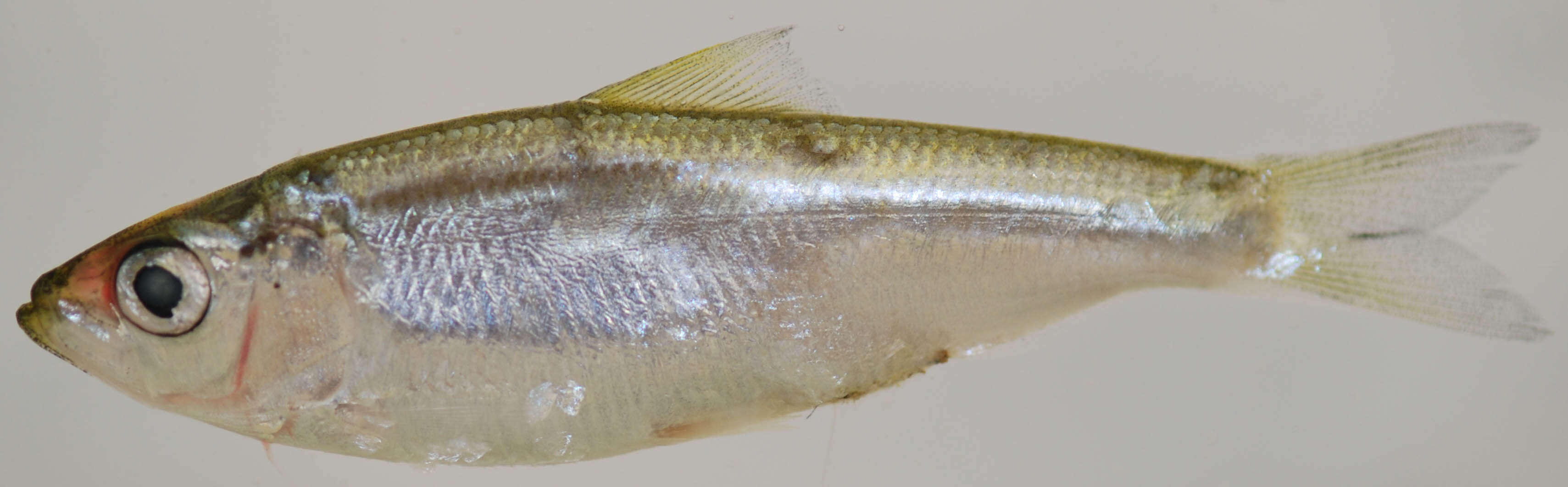 Image of Blueback Herring