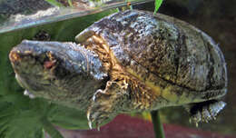 Image of Common Musk Turtle