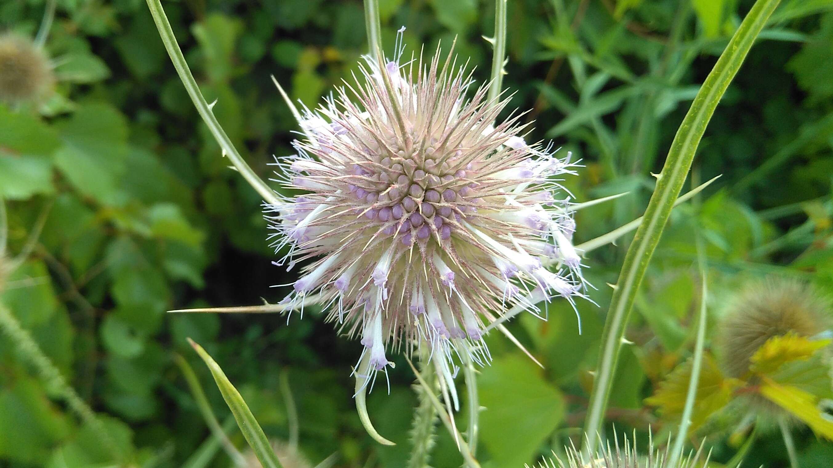 Image of Dipsacus fullonum