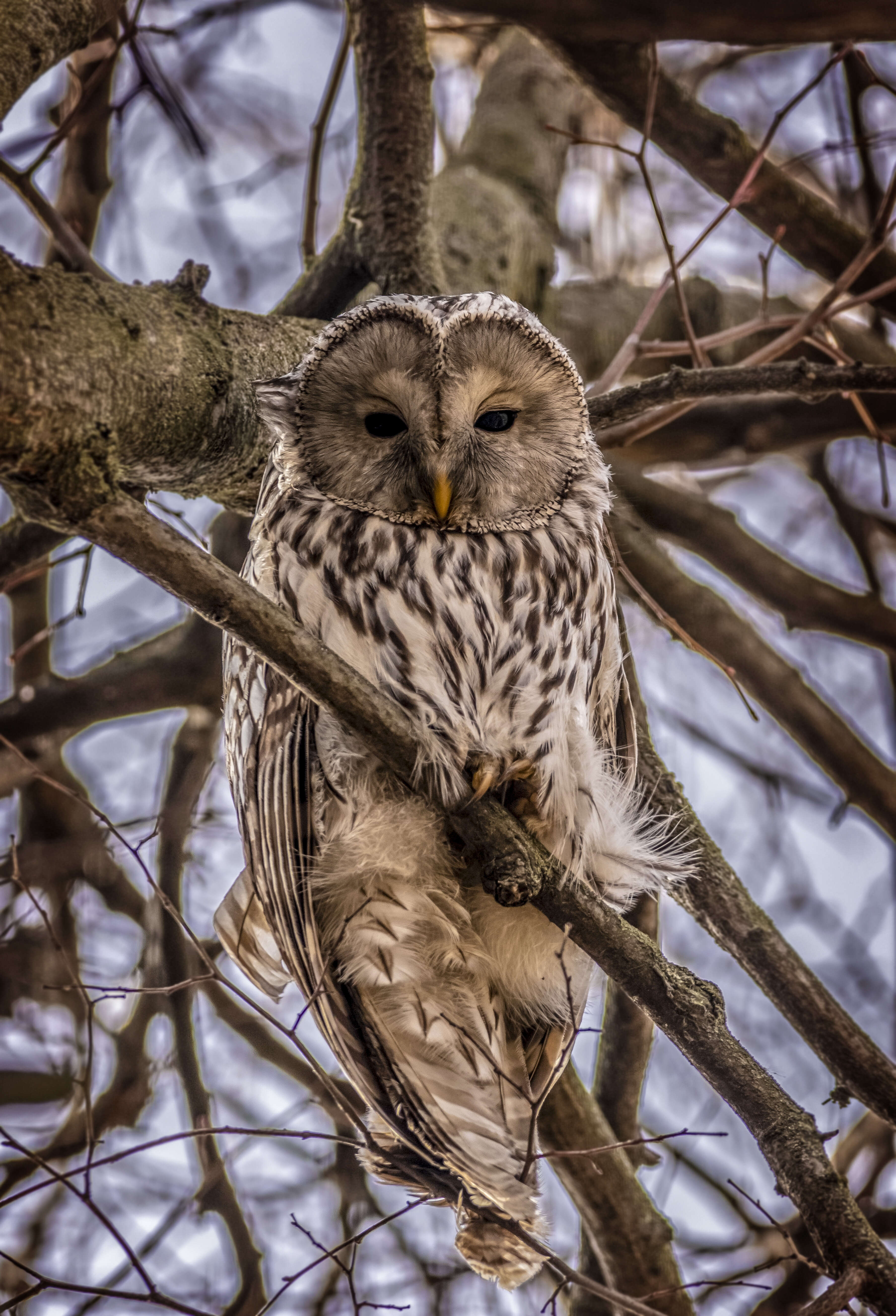 Image of Ural Owl