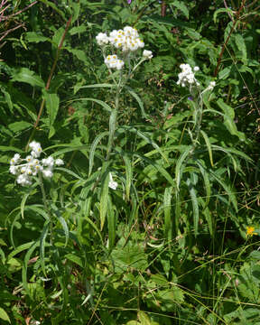 Image of Pearly Everlasting