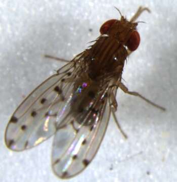 Image of fruit fly