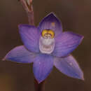 Image de Thelymitra batesii Jeanes