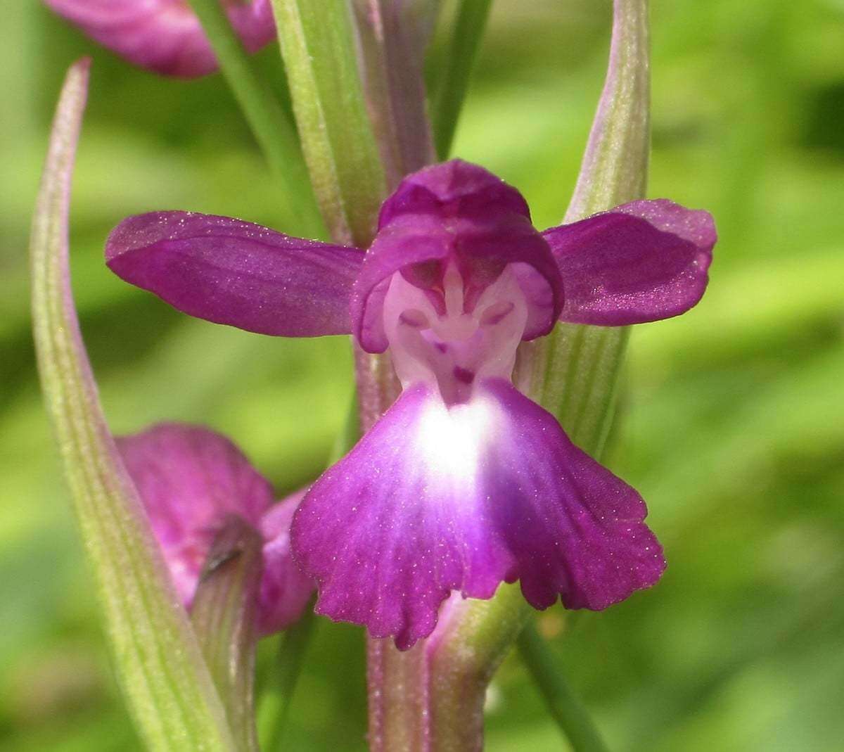 Anacamptis laxiflora (Lam.) R. M. Bateman, Pridgeon & M. W. Chase的圖片