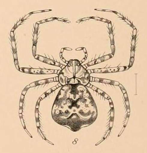 Image of Pagiopalus