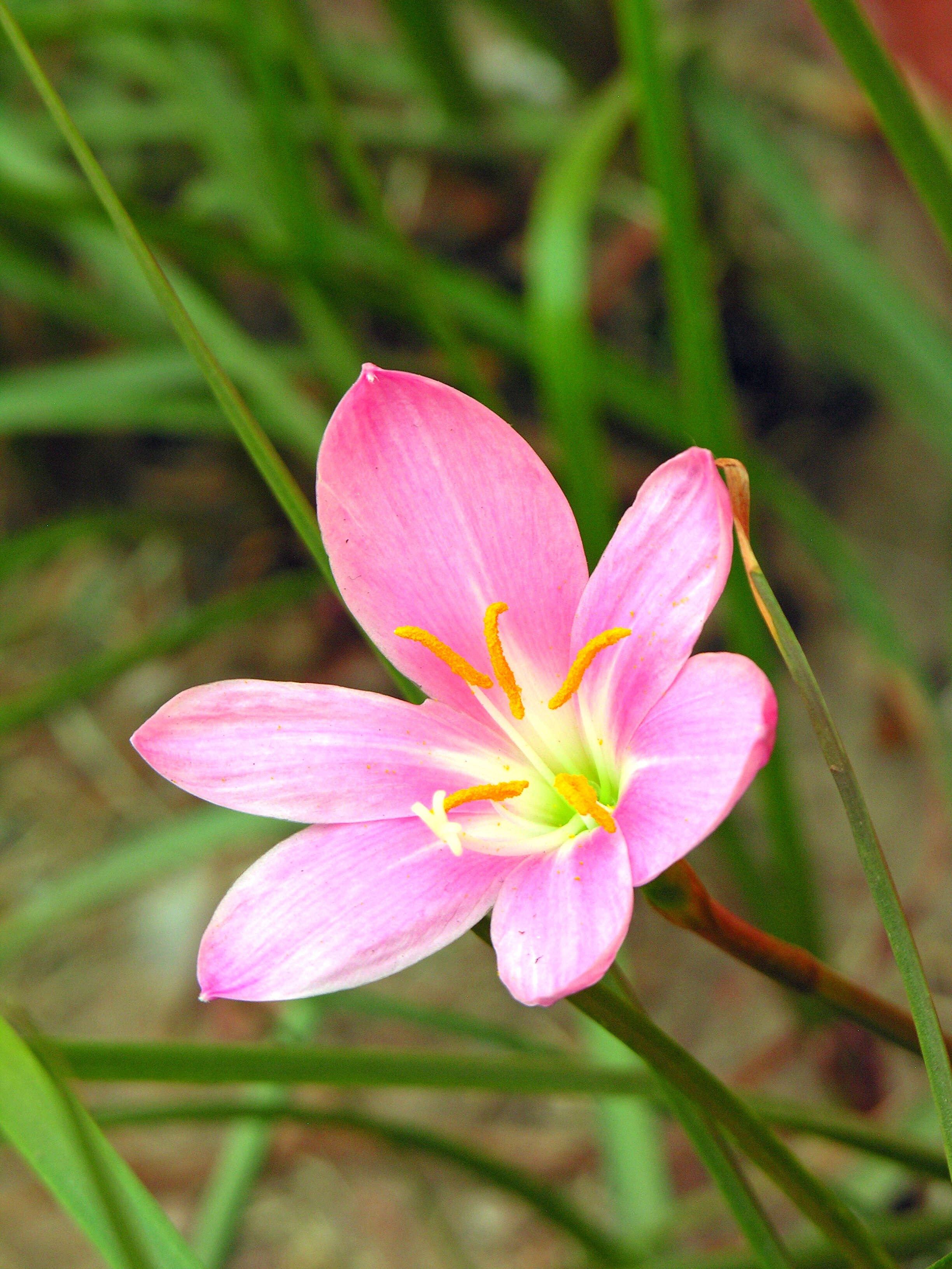 صورة Zephyranthes