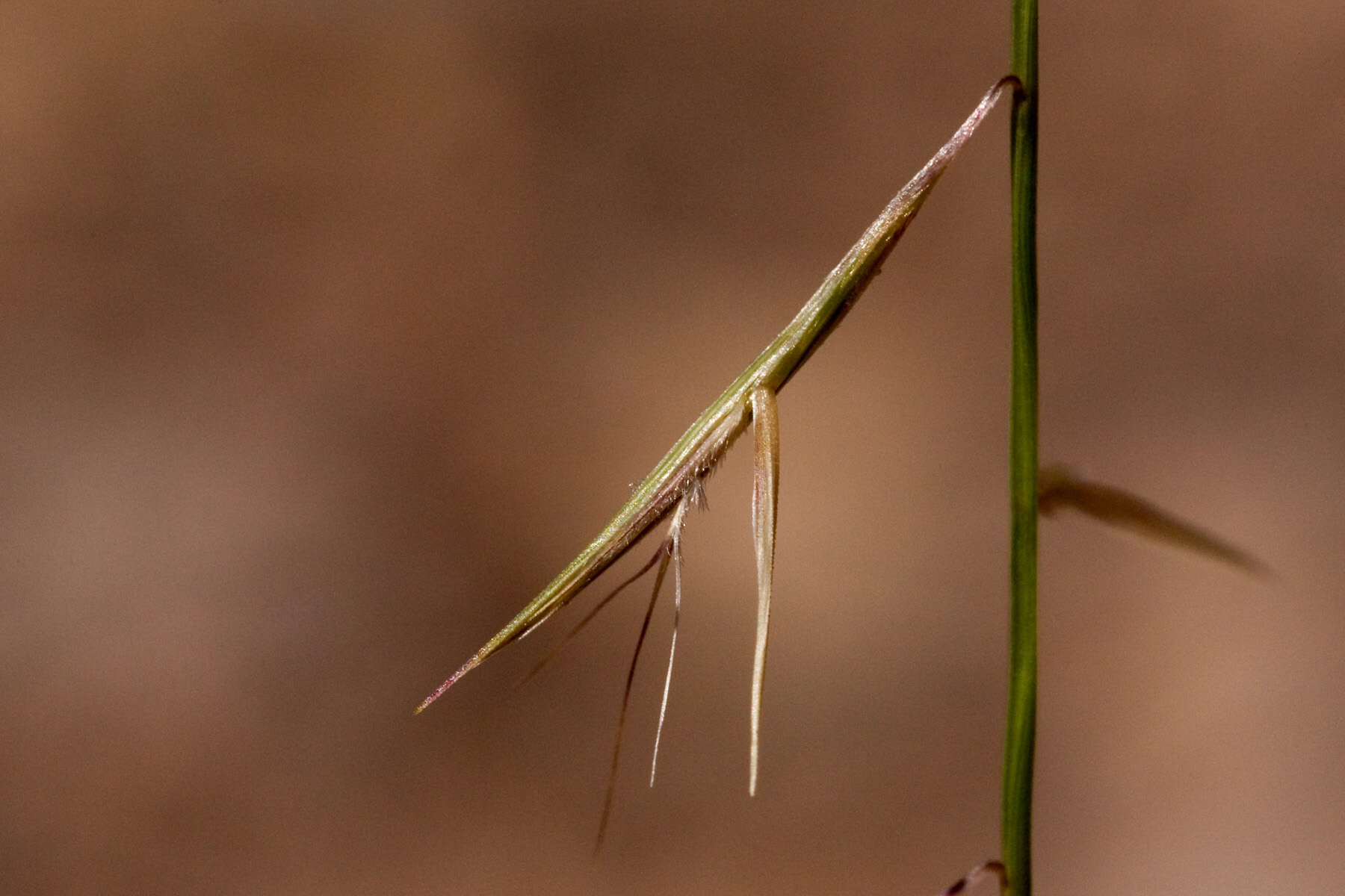 Image de Bouteloua aristidoides (Kunth) Griseb.