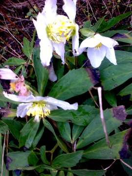 Image of black hellebore