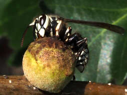 Image of Oak Rough Bulletgall Wasp