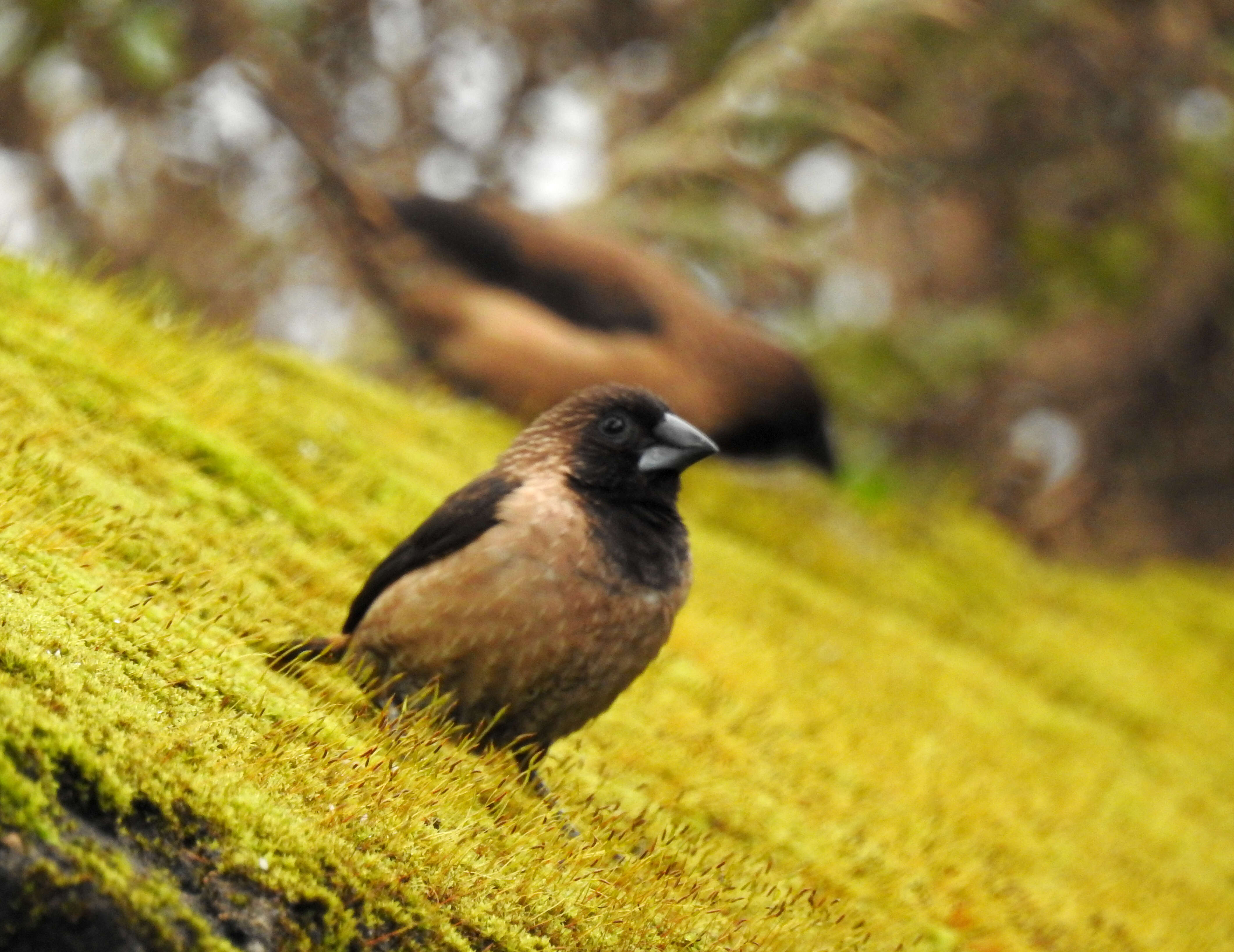 Image of Black-throated Munia