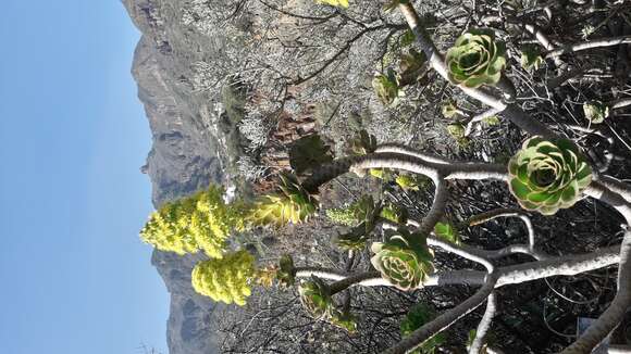 Image of tree aenium