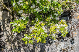 Image of Mexican Orange Blossom