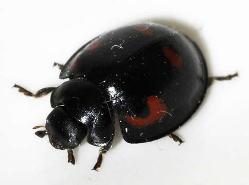 Image of Pine Lady Beetle