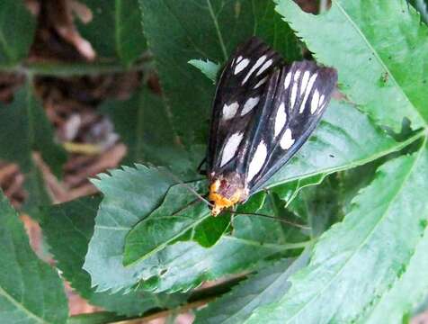 Plancia ëd Macrobrochis gigas Walker 1854