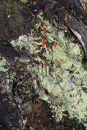 Image of Cladonia macilenta