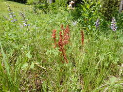 Image of Spotted coralroot