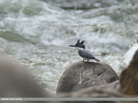 Image of Crested Kingfisher