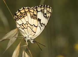 Imagem de Melanargia titea Klug 1832