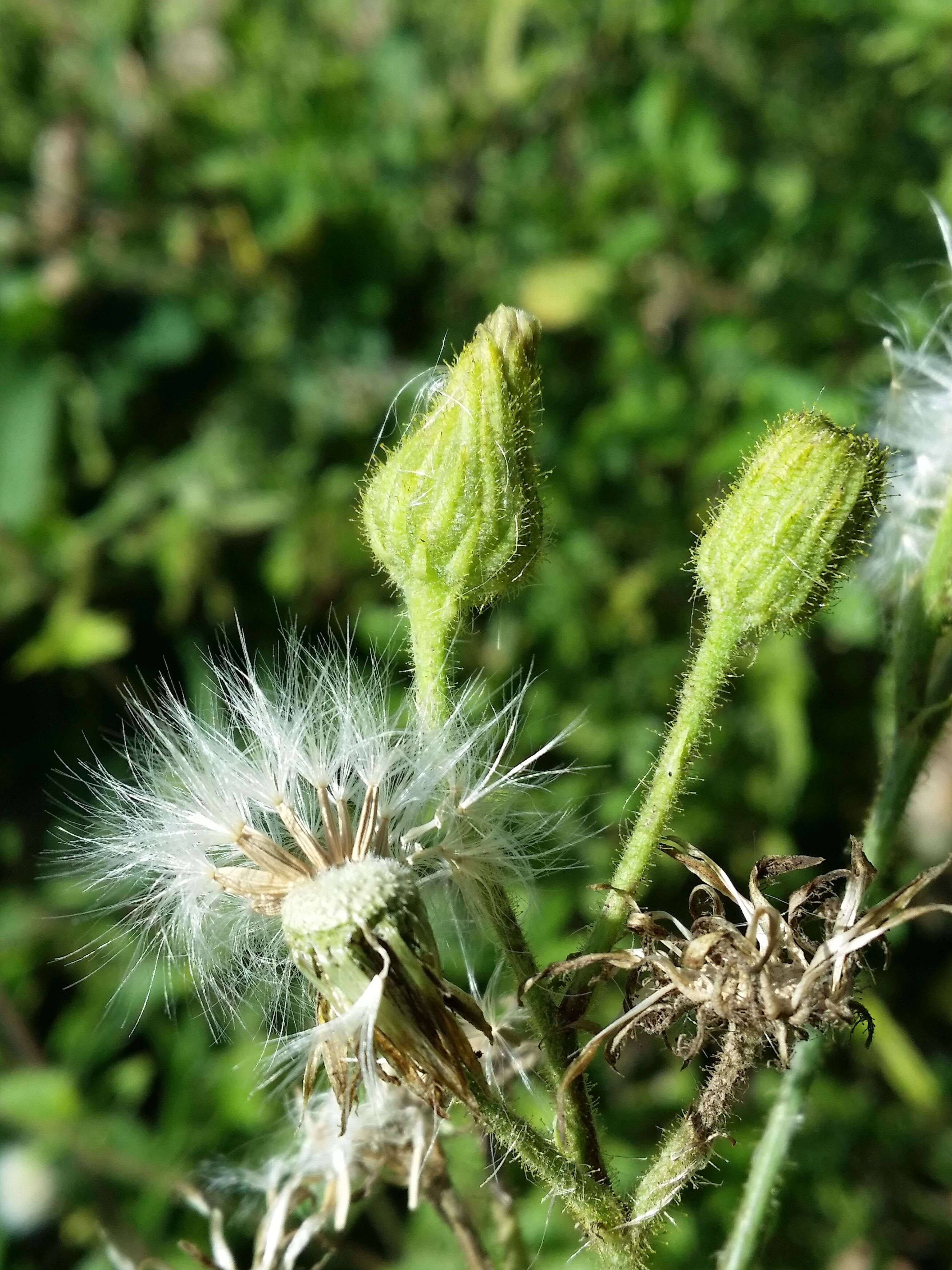 Image of marsh sow-thistle