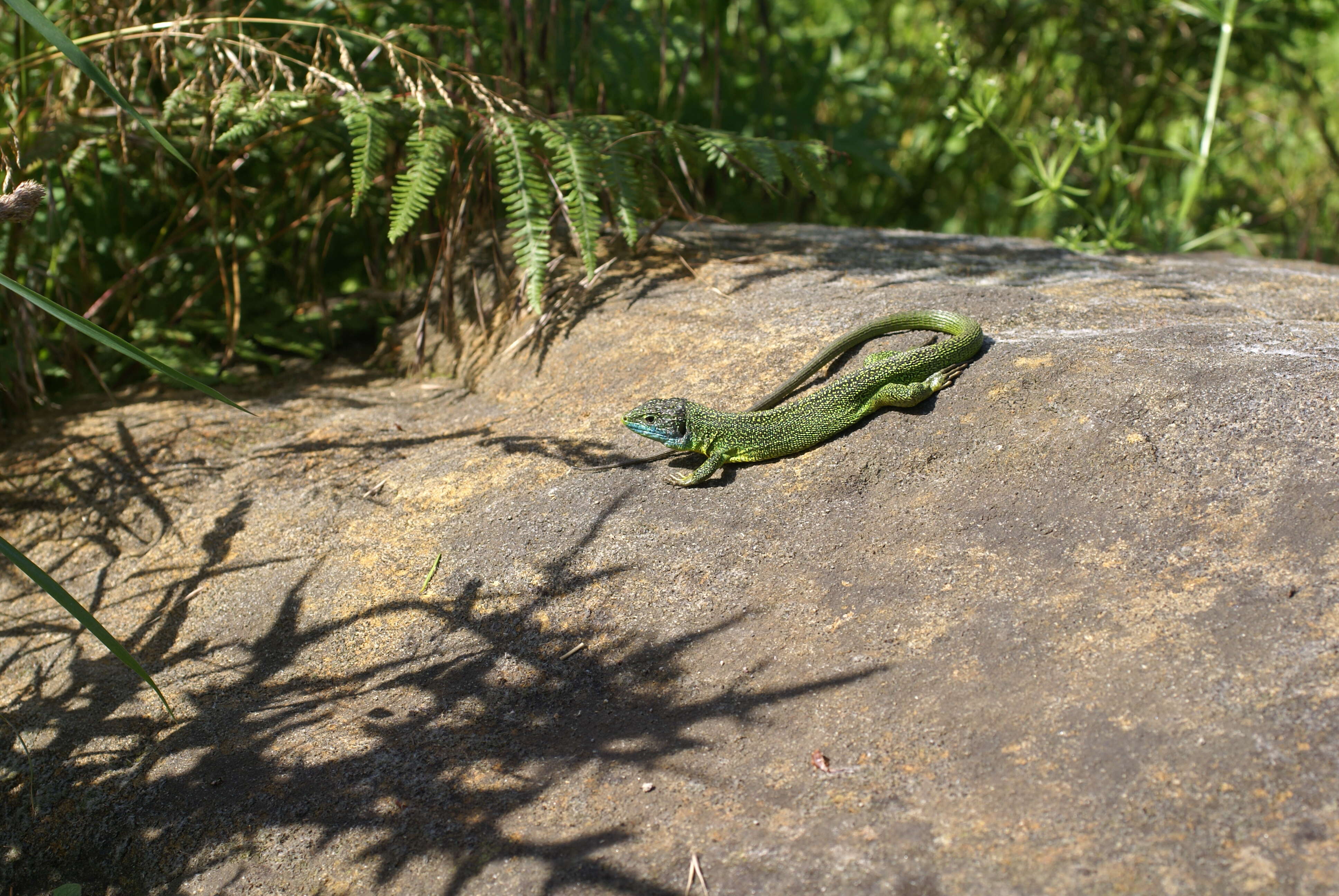 Image of Western Green Lizard