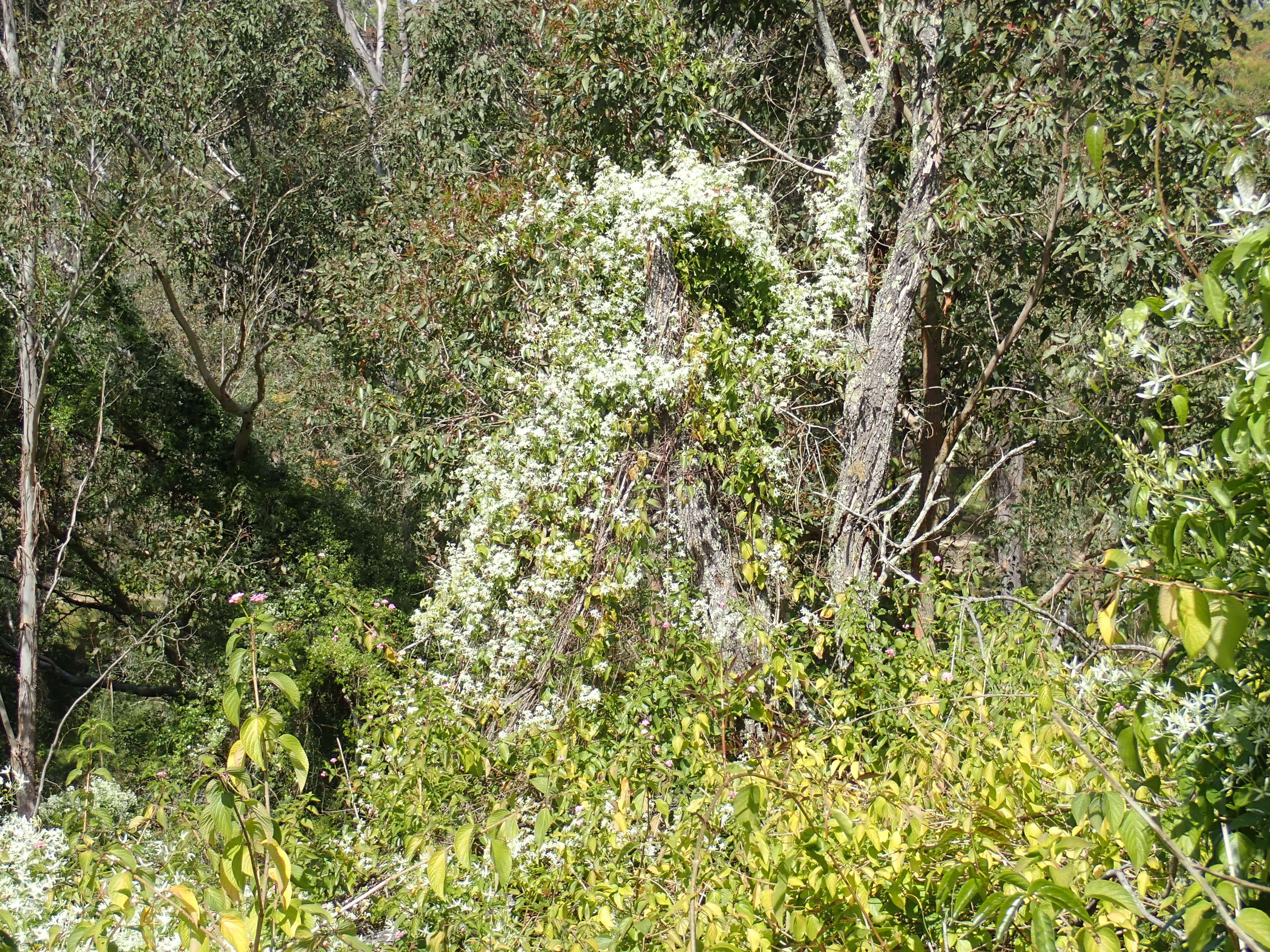 Image of Clematis glycinoides DC.