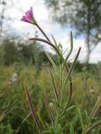 Слика од Epilobium hirsutum L.