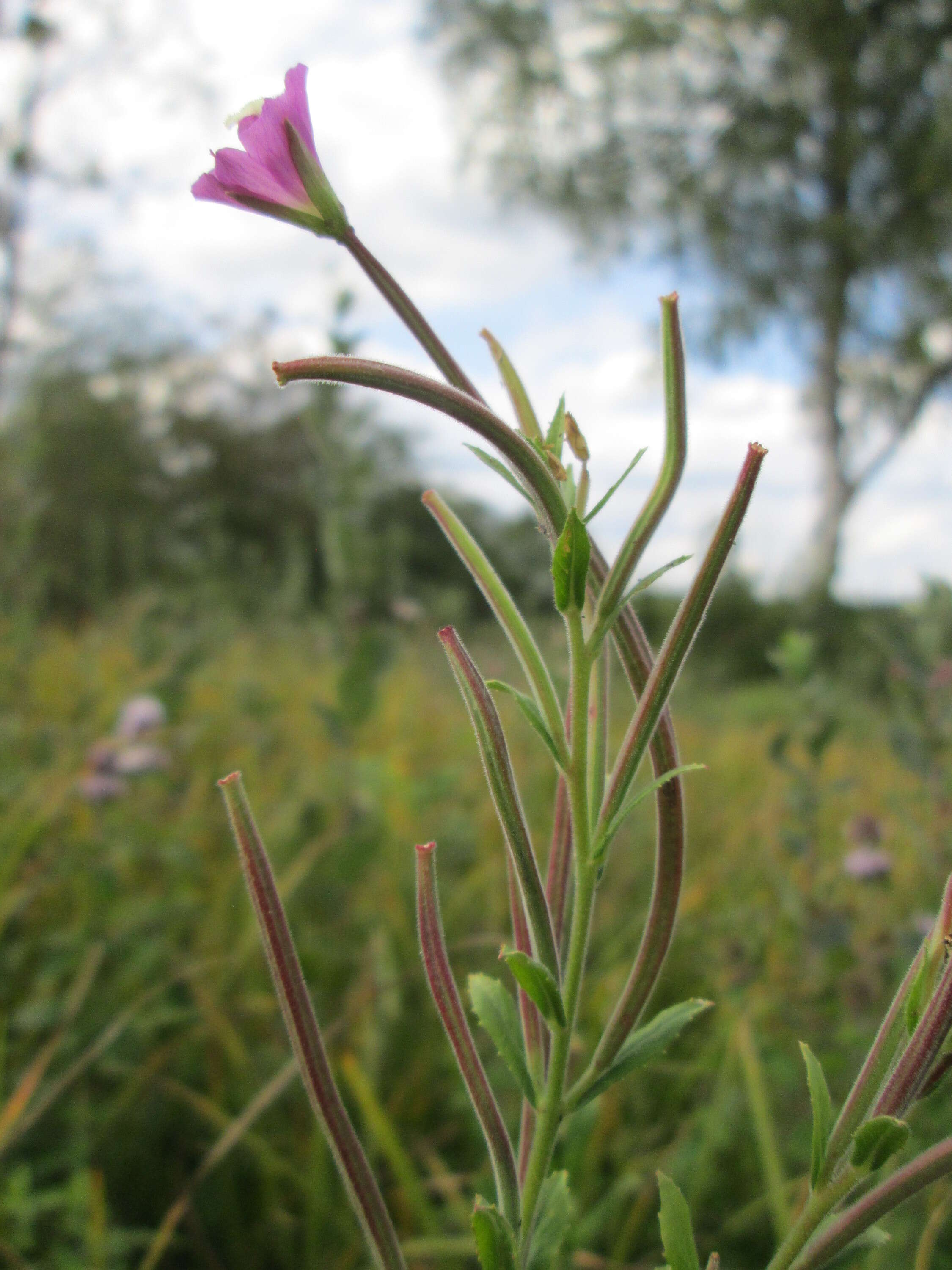Слика од Epilobium hirsutum L.