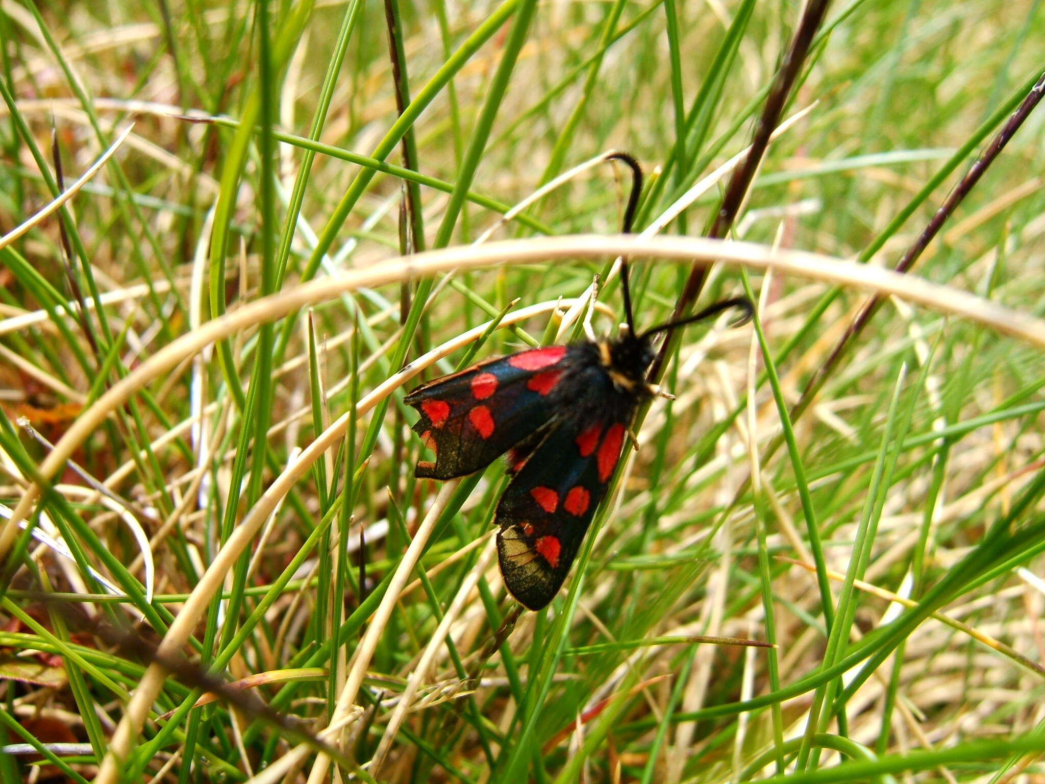 Image of Zygaena anthyllidis Boisduval 1828