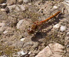 Image of Common Darter