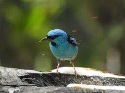 Image of Blue Dacnis