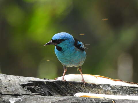 Imagem de Dacnis cayana (Linnaeus 1766)