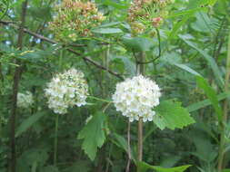 Plancia ëd Physocarpus opulifolius (L.) Maxim.