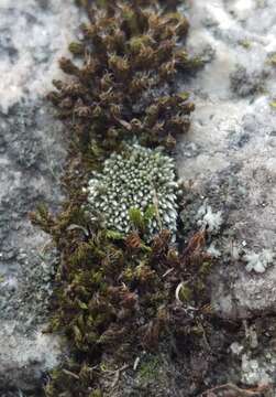 Imagem de Bryum argenteum Hedwig 1801